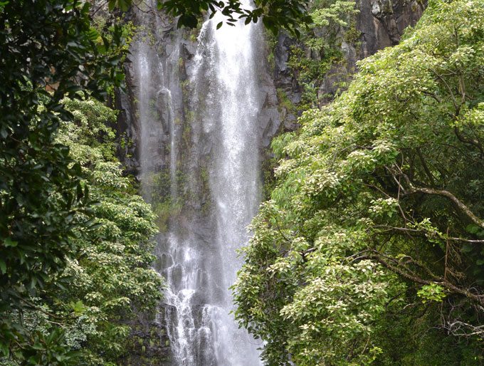 natue sounds. waterfall with tropical trees in hawaii