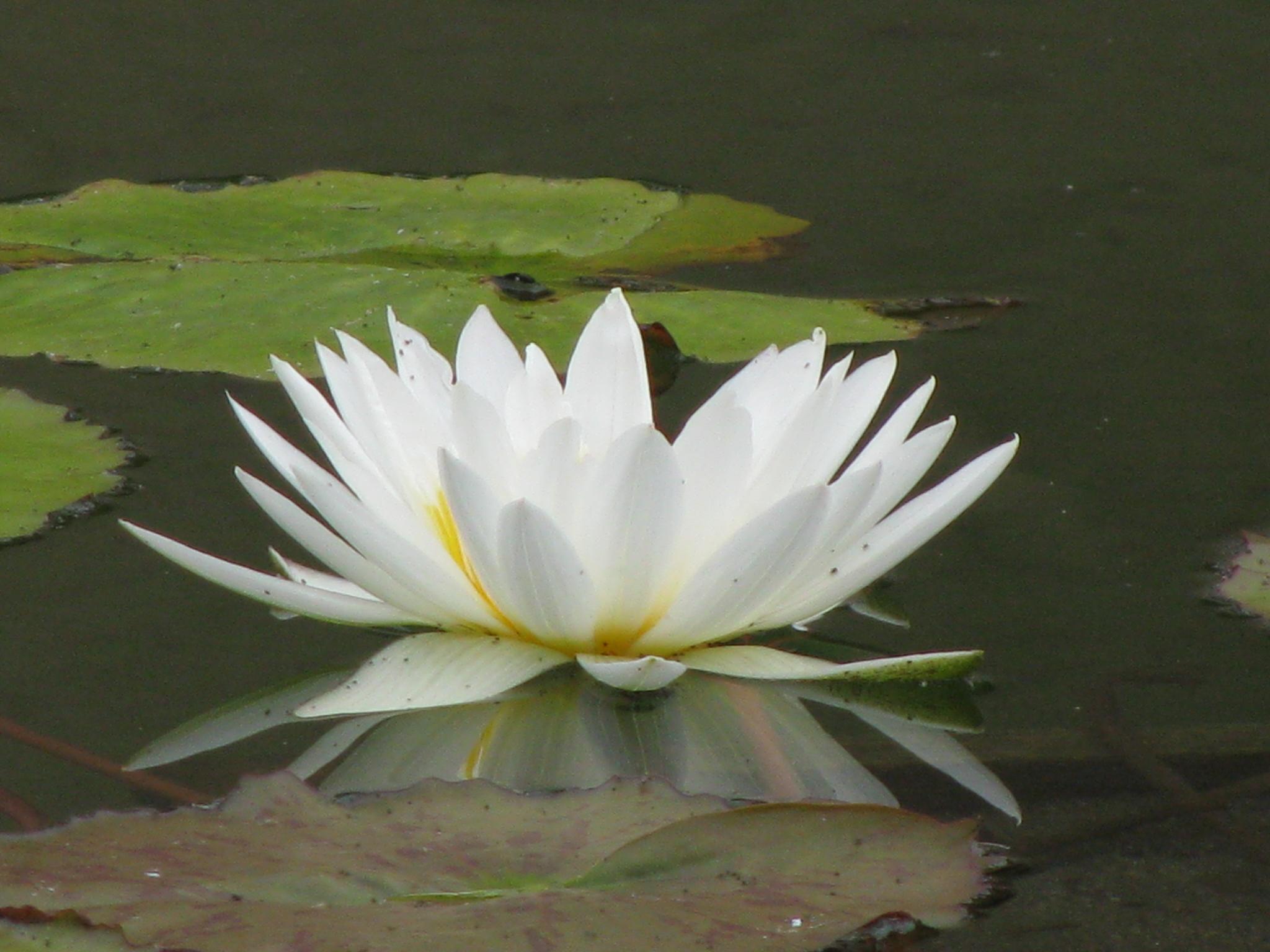 benefits of meditation lotus white