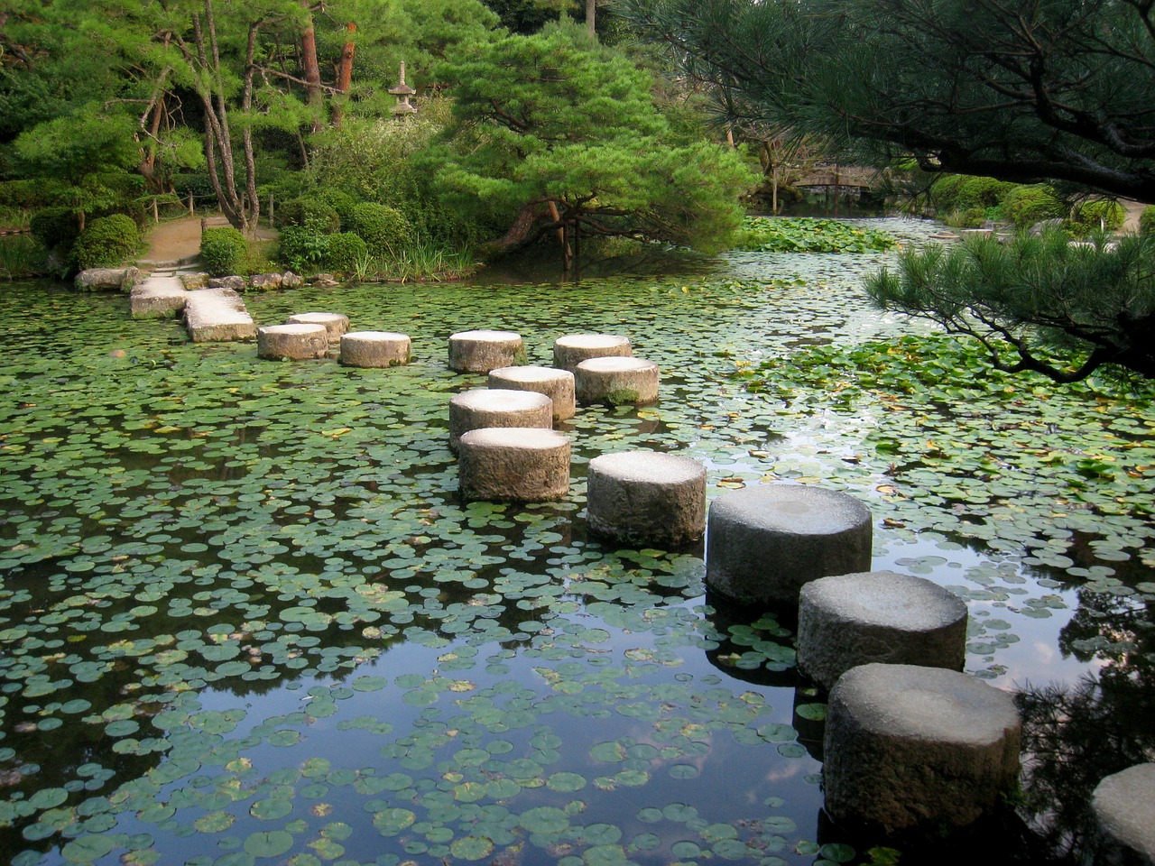 Personal growth. A Japanese garden path of tree stumps in a lake filled with water lily pads.