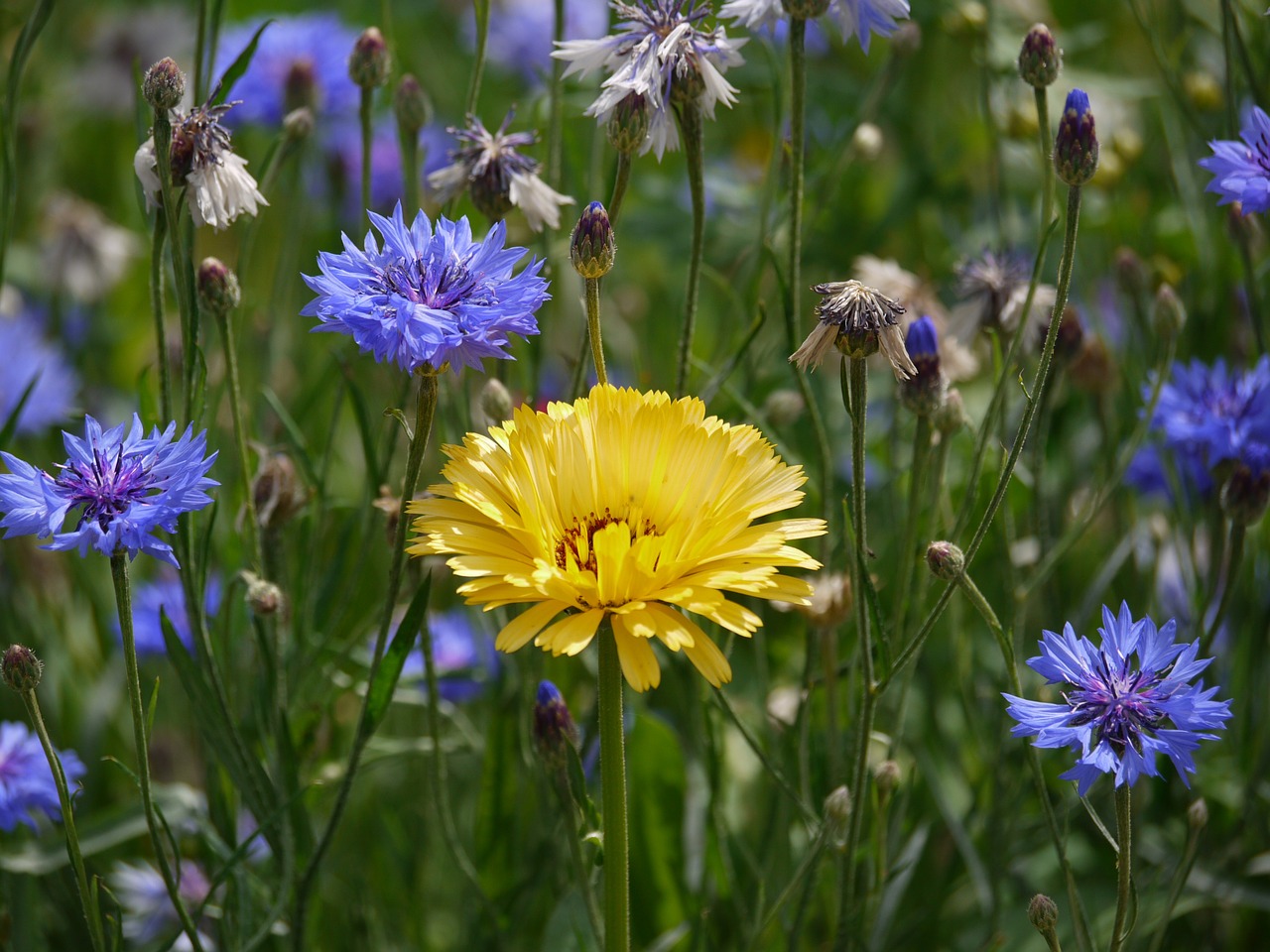 Psychic Abilities, a lone yellow marigold in a filed of purple cornflowers