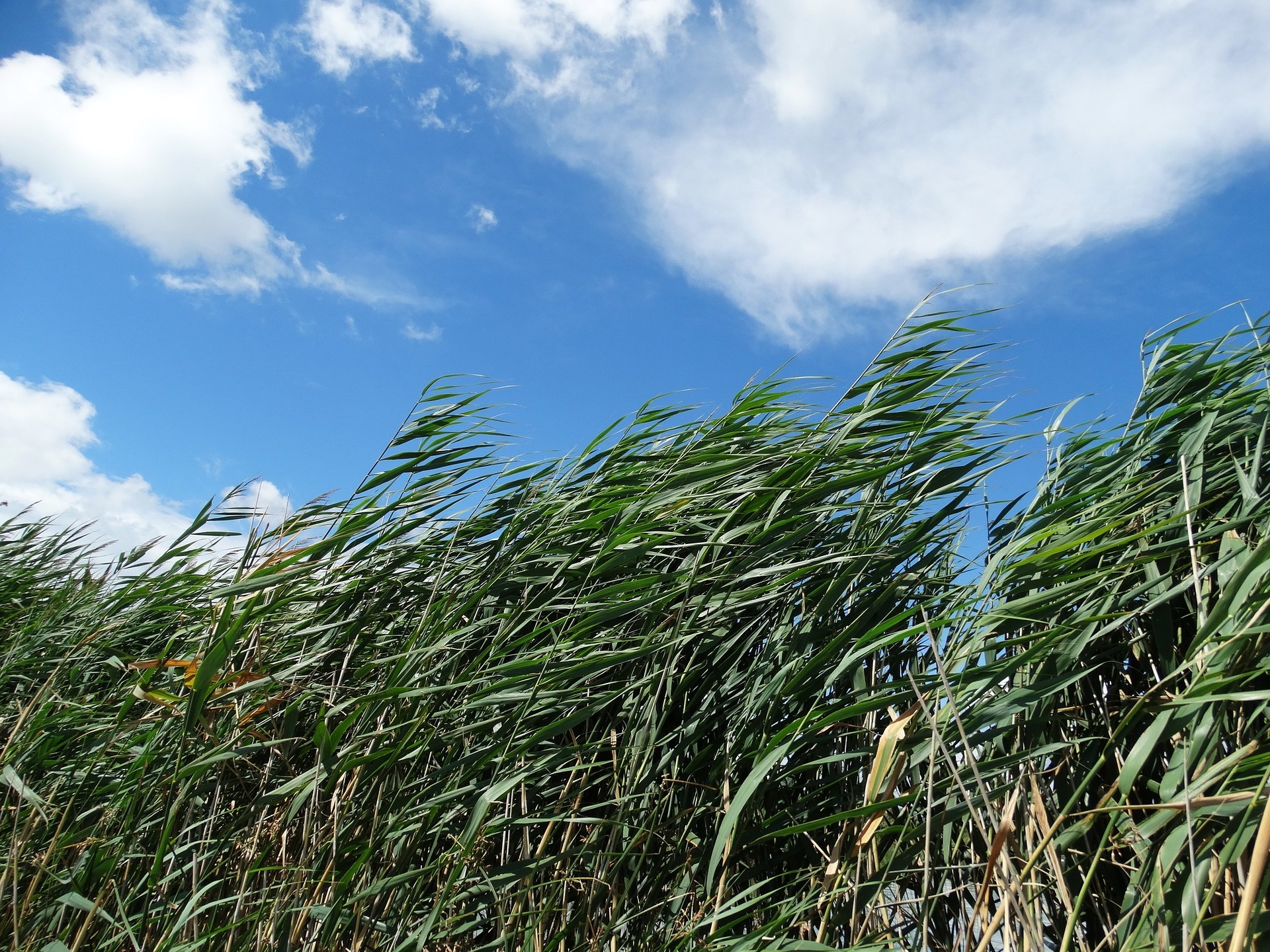 Nature sounds for sleep -clouds in a blue sky with grass blowing in the wind