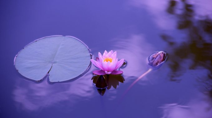 Meditation For Stress And Anxiety - Zen Garden Flower
