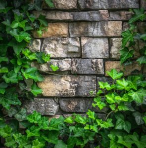 feeling stuck in life - block wall covered in ivy