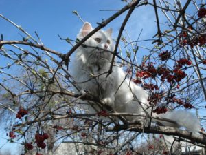 feeling stuck in life - cat stuck in tree